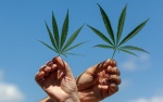 ANVISA libera derivados de Cannabis para uso medicinal